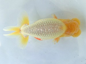 志摩紅鱗会　春季品評大会　東大関　林　瑞貴