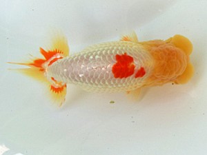 志摩紅鱗会　春季品評大会　西大関　林　玲菜