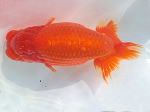 志摩紅鱗会　春季品評大会　立行司　林　万貴