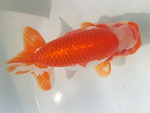 志摩紅鱗会　春季品評大会　東取締　大田　恒男