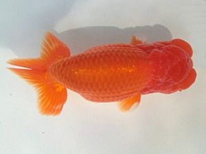 志摩紅鱗会　春季品評大会　西取締　小河　孝