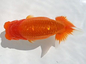 湘南らんちゅう会　弐歳会　東大関　高橋大祐