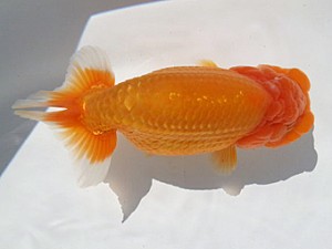 湘南らんちゅう会　弐歳会　西大関　熊澤　誠 