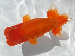 湘南らんちゅう会　弐歳会　立行司　野澤淑雄