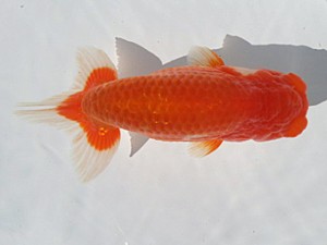 湘南らんちゅう会　弐歳会　取締一　竹之内博幸