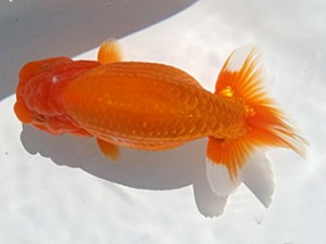 湘南らんちゅう会　弐歳会　取締二　熊澤　誠