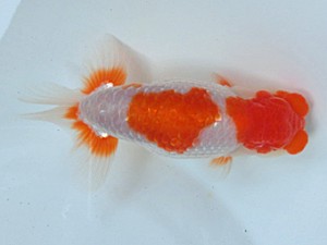 津島愛錦クラブ　二歳会　1席　愛西市　山田重夫