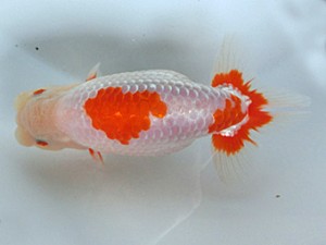 津島愛錦クラブ　二歳会　2席　あま市　近藤憲正