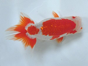 津島愛錦クラブ　二歳会　3席　稲沢市　川口敦司