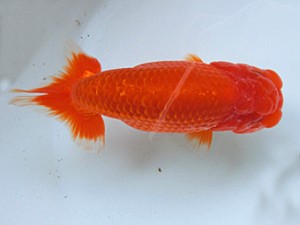 津島愛錦クラブ　二歳会　4席　一宮市　前田勇二