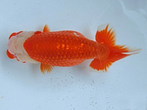 津島愛錦クラブ　二歳会　5席　春日井市　長谷川孝之