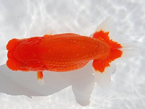 横浜観魚会　二歳会　東大関　小山徹志