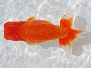 横浜観魚会 勧進元一　坂牧直哉