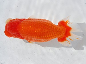 横浜観魚会 勧進元二　田村　智