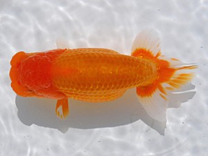 横浜観魚会 行司一　田村　智