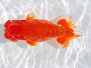 横浜観魚会 行司二　加藤貞信