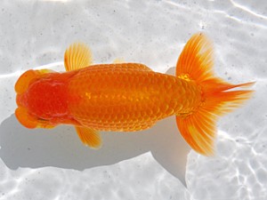 横浜観魚会 行司三　坂牧直哉