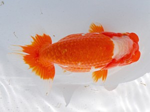 横浜観魚会 脇行司一　今井美伍