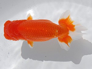 横浜観魚会 脇行司二　村田祐則