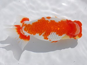 横浜観魚会　二歳会　西大関　瀬野正樹