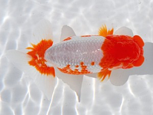 横浜観魚会　二歳会　立行司　安田正伯