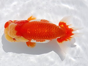 横浜観魚会　二歳会　取締一　齋藤一成