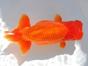 横浜観魚会 東小結　橋本　満