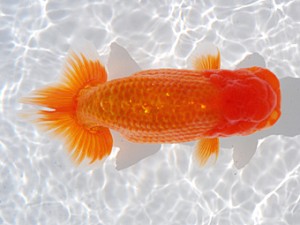 横浜観魚会 西小結　目黒康弘