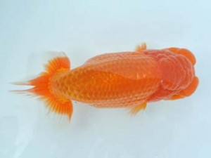 喜樂らんちう会　二歳会　東大関　内田　實