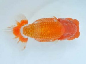 喜樂らんちう会　二歳会　西大関　内田　實