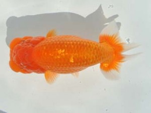 喜樂らんちう会　二歳会　立行司　望月誠一