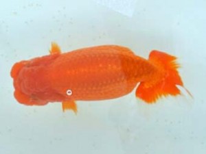 喜樂らんちう会　二歳会　取締一　林　和明