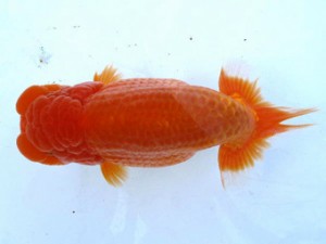 愛魚会　二歳会　一位　内田　實