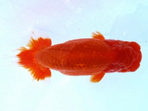 愛魚会　二歳会　二位　鳴海　満