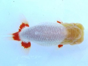 愛魚会　二歳会　三位　三宅雅也