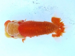 愛魚会　二歳会　四位　目黒康弘