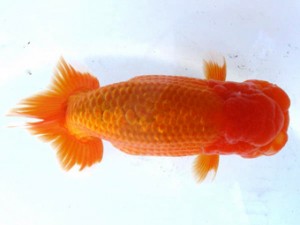 愛魚会　二歳会　五位　目黒康弘