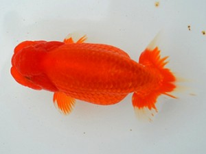 房総らんちう会　二歳会　1席　鈴木靖夫