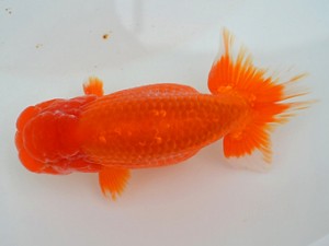 房総らんちう会　二歳会　2席　秋元和男