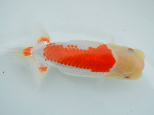 房総らんちう会　二歳会　3席　大渕　功