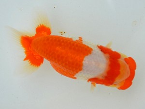 房総らんちう会　二歳会　4席　鈴木靖夫