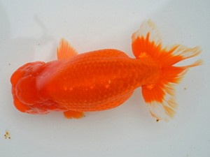 房総らんちう会　二歳会　5席　秋元和男