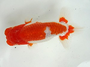 知多昇蘭会　明け二歳会　西大関　半田市　小早川義幸