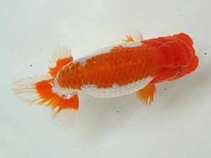 知多昇蘭会　明け二歳会　立行司　常滑市　都築正典