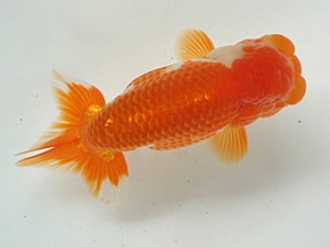 知多昇蘭会　明け二歳会　西取締　常滑市　都築正典