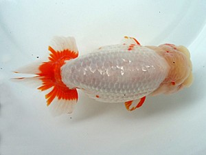 知多昇蘭会　明け二歳会　東大関　半田市　野口　弘