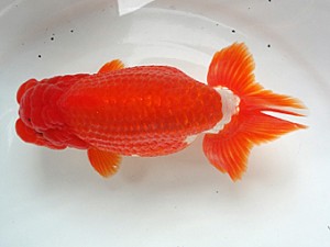 知多昇蘭会　明け二歳会　西大関　半田市　沢田光孝