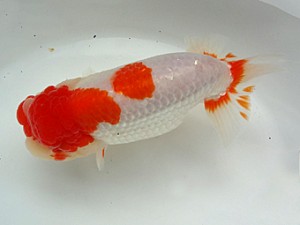 知多昇蘭会　明け二歳会　立行司　武豊町　磯村則之