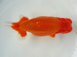 知多昇蘭会　明け二歳会　東取締　常滑市　都築明彦