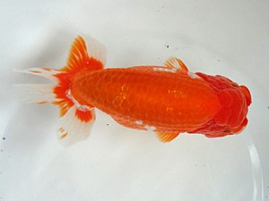 知多昇蘭会　明け二歳会　西取締　武豊町　田中　宏